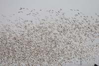 Snowstorm of Ross' Geese
